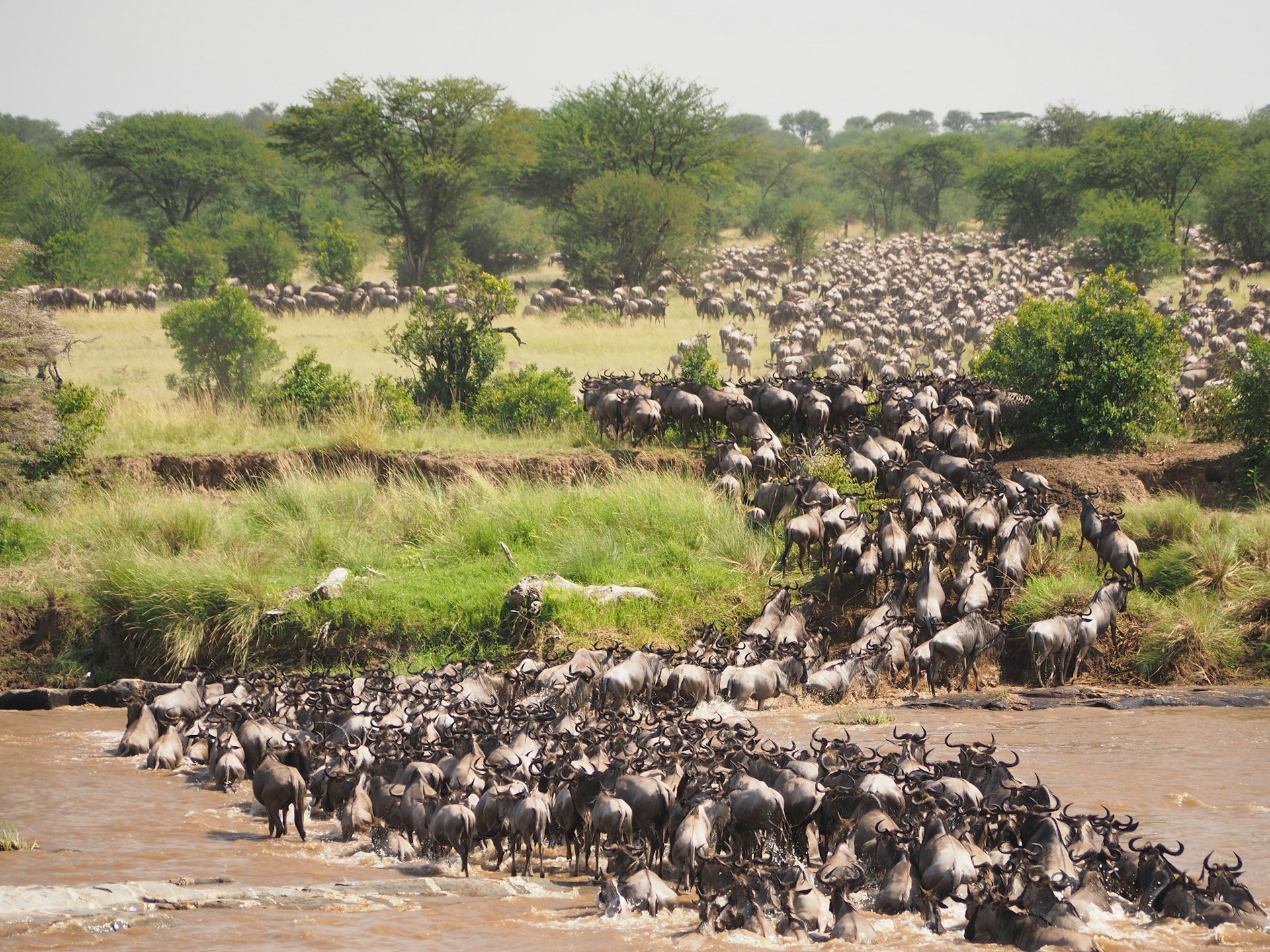 Maasai Mara