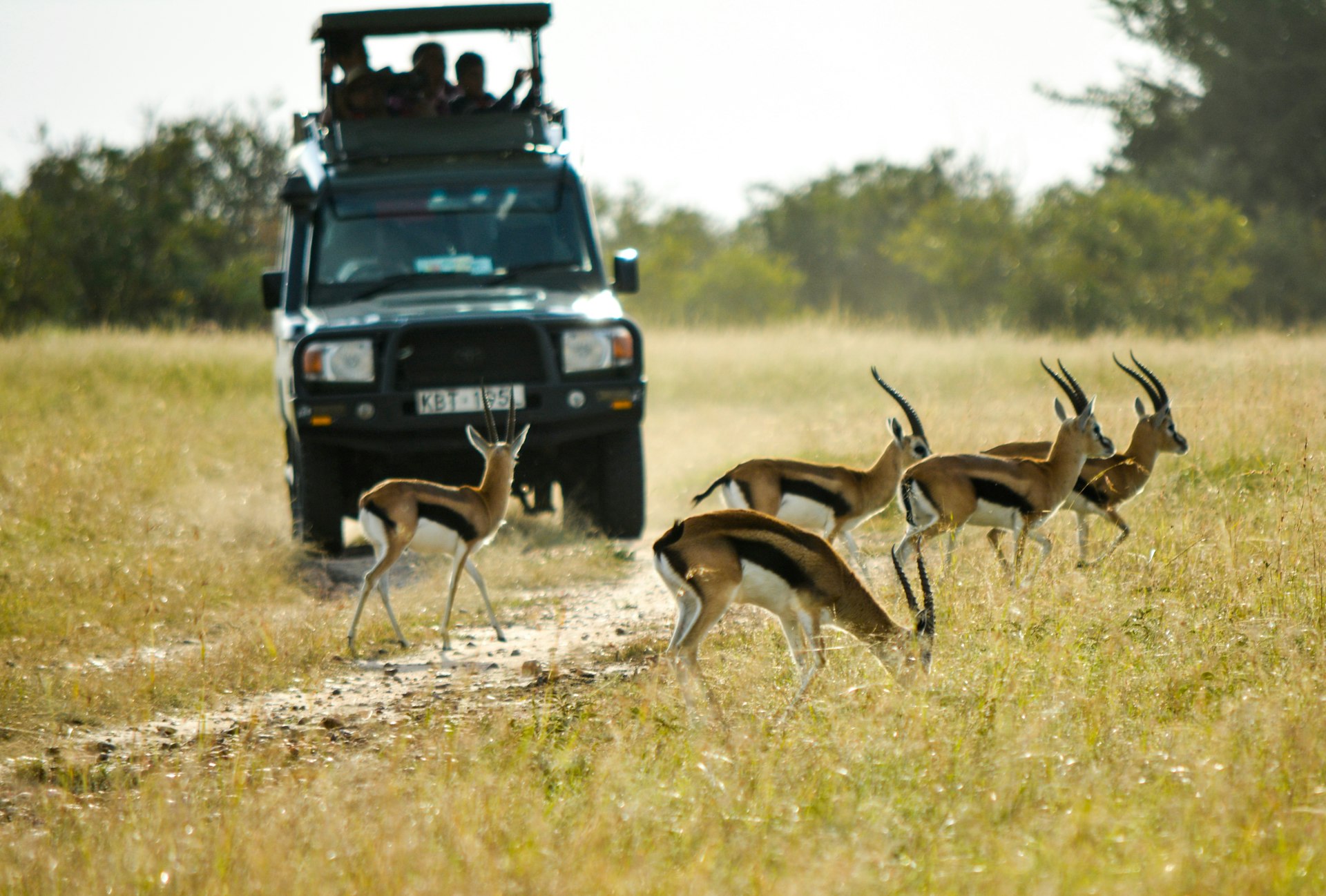 Game Drive