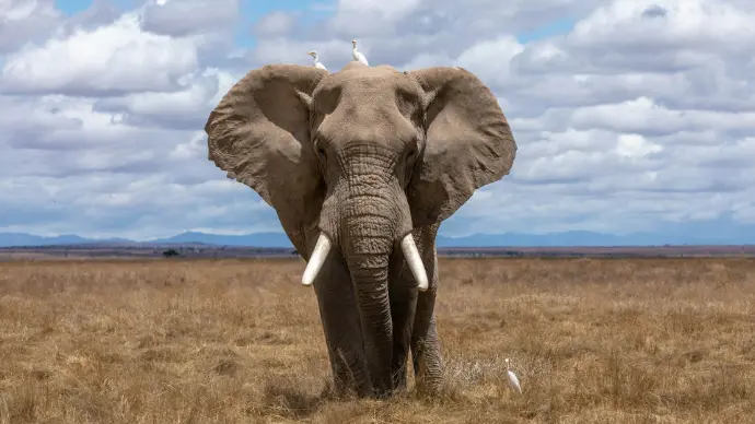 Maasai Mara Elephant