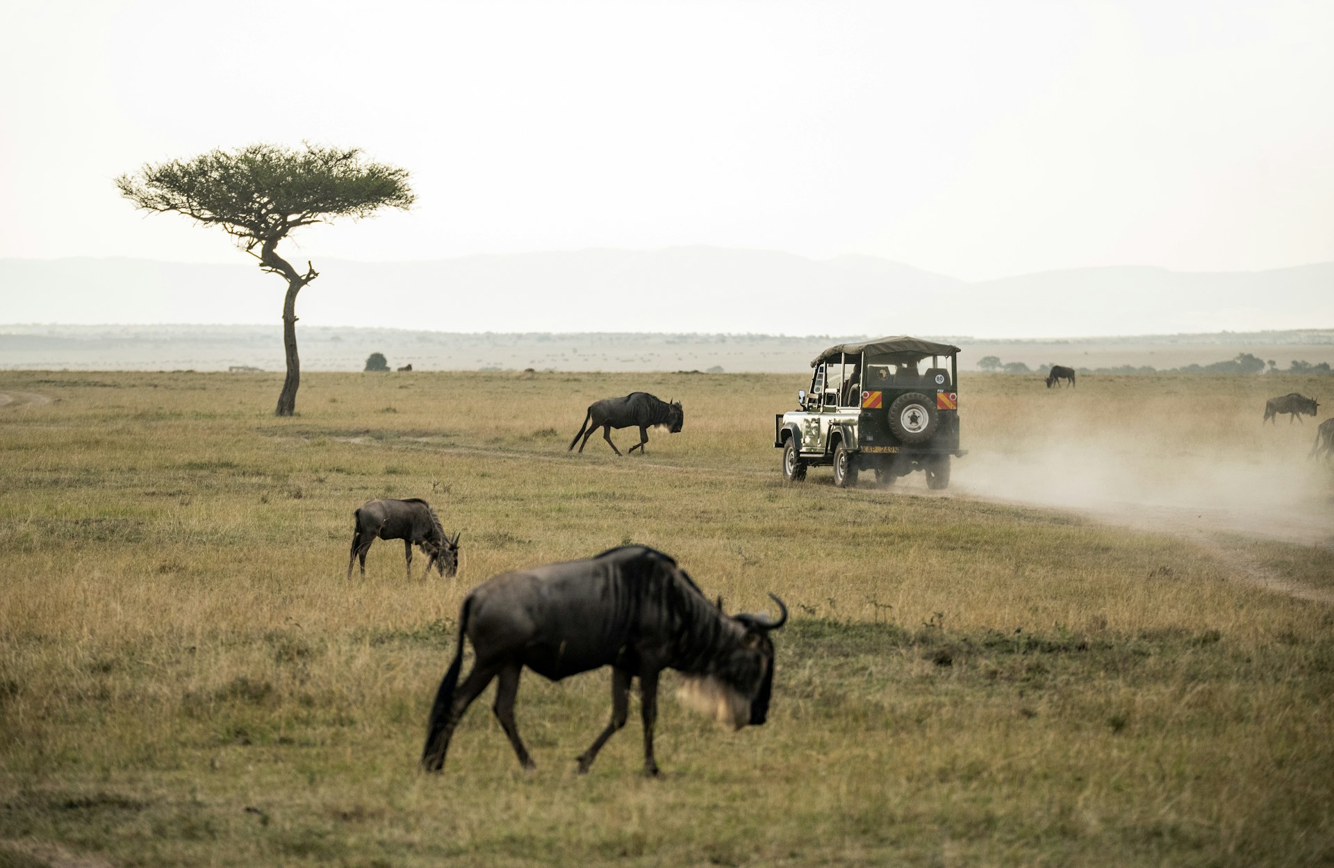 Mara Tours