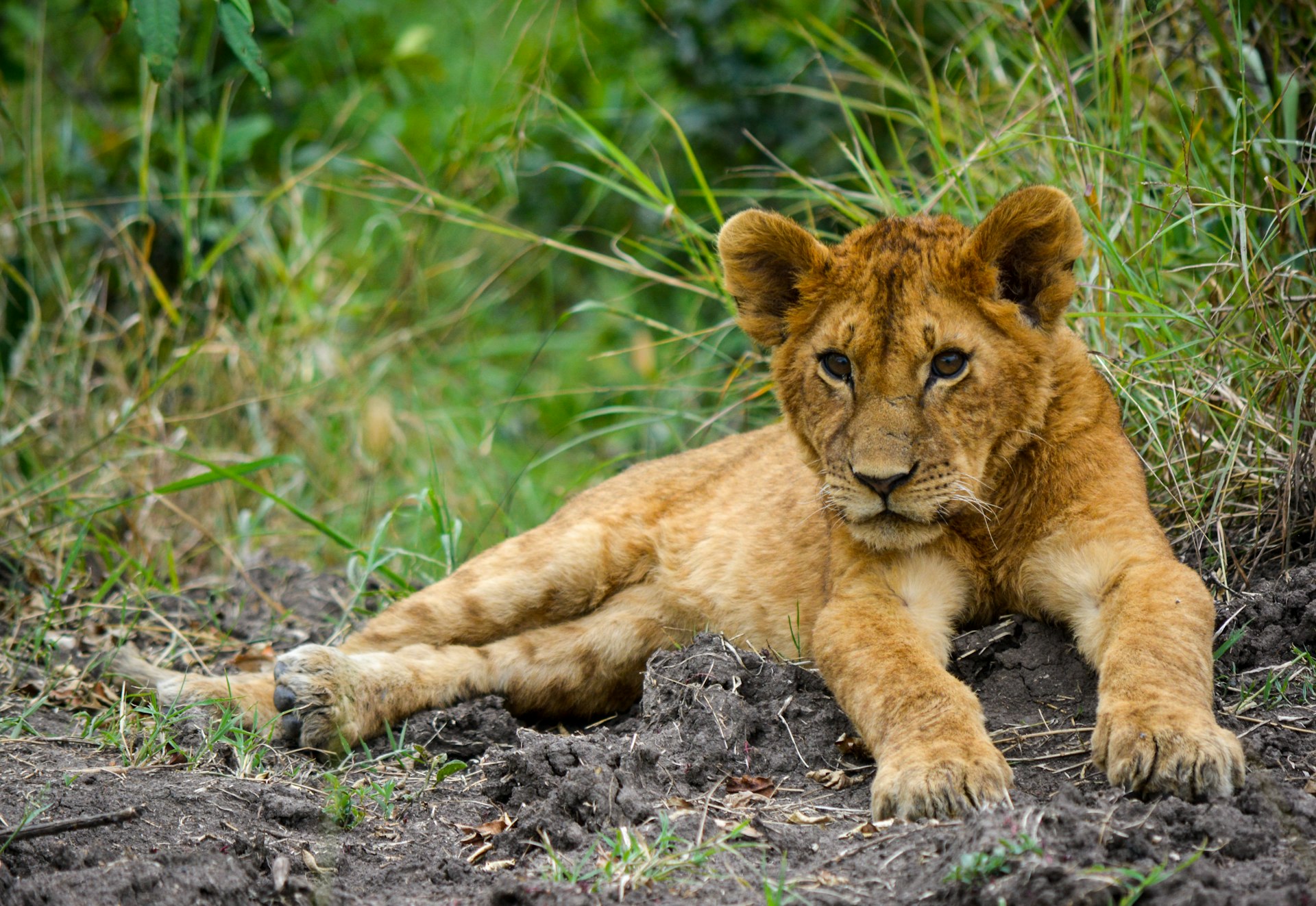 brown lion cub Maasai Mara
